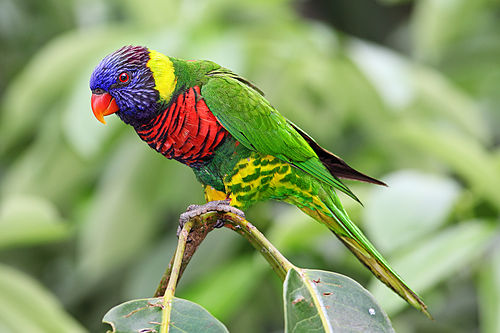 Rainbow lorikeet